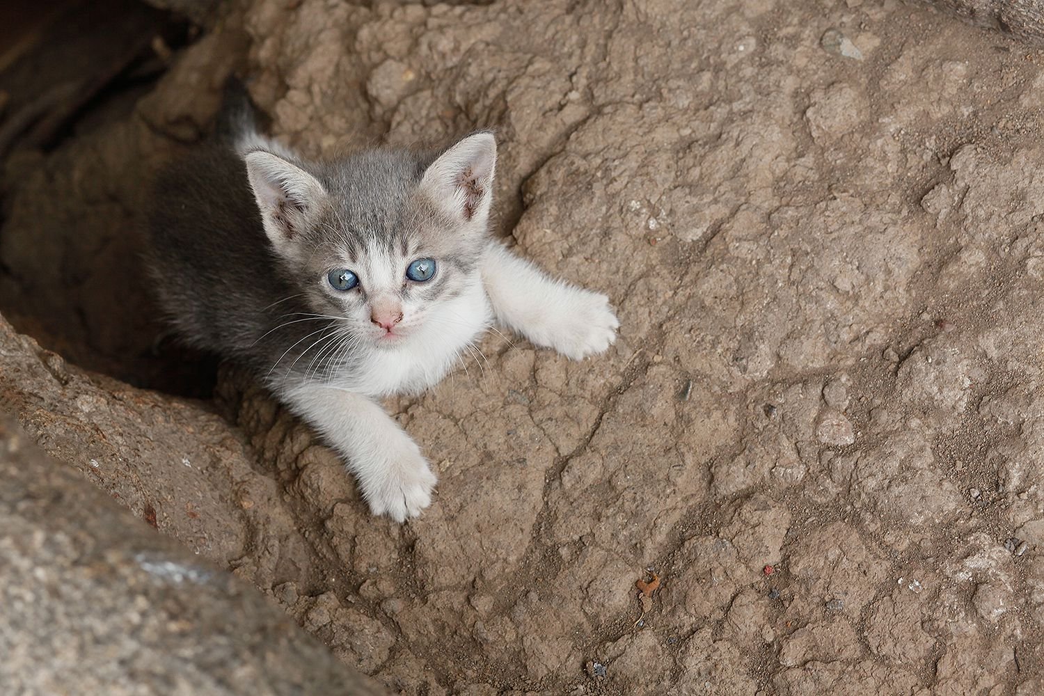 Heroic Firefighters in Turkey Rescue Cat Trapped for 48 Hours in a Pipe Under Concrete