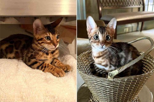Martha Stewart Introduces Her Two New Bengal Cats: 'Adventuresome, Very Fast and Devious'