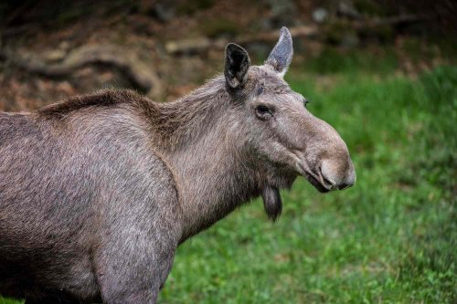 'Surprised' Moose Headbutts and Stomps on Woman Walking Her Dog on Colorado Trail