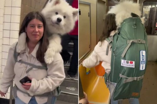 Woman Carries 52 Lbs. White Samoyed Dog in Backpack to Beat Rule on N.Y.C. Subway