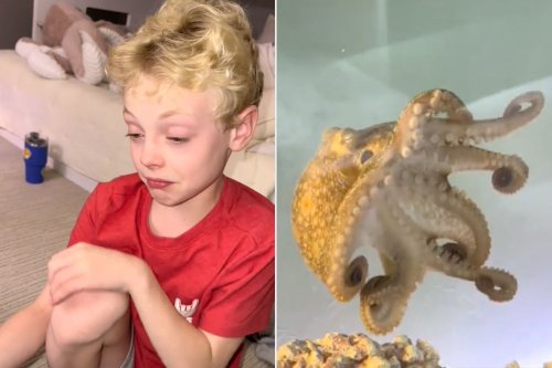 Dad Fulfills 9-Year-Old Son's Dream of Having a Pet Octopus. Weeks Later, She Lays Over 40 Eggs (Exclusive)