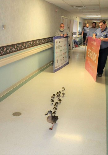 Mother Duck Parades Her Babies Through a New York Hospital Which She Does Once a Year, Every Year