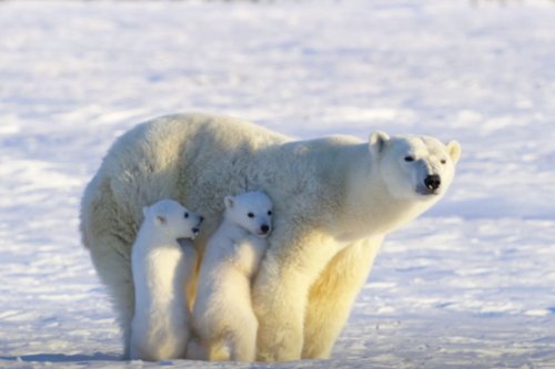 Adorable Polar Bear Cubs Hide and Squeal Behind Their Mom After Spotting Tiny Hare — Watch!