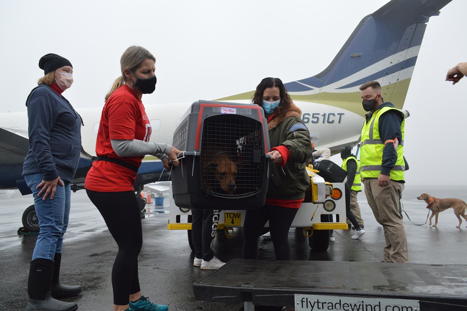 'Love Is In the Air' Rescue Is Flying 190 Homeless Pets to Forever Homes for Valentine's Day