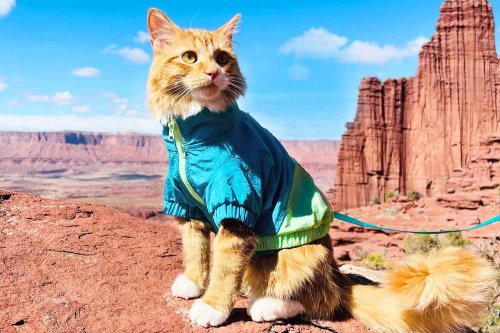 Meet the 'Adventure Cat' Who Globe Trots in Style: 'I Just Take Him Everywhere,' Says Owner