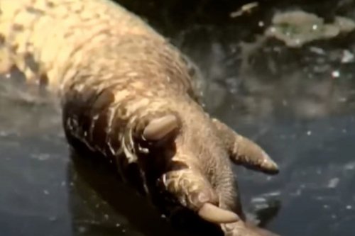 Headless Alligator Found Floating in Unexpected Area Leaves Florida Community Shocked