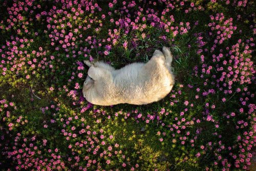 'Surreal' Photo of Polar Bear Napping in Field of Flowers Stuns Photo Contest — See the Other Winners!