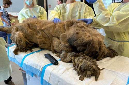 Neglected Poodle in 'Rough Shape' Loses 10 Pounds of Matted Fur During Makeover and Becomes a New Dog