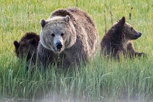 400 lb. Grizzly Bear Killed in Yellowstone After Turning Over Dumpsters and Seeking Out Food
