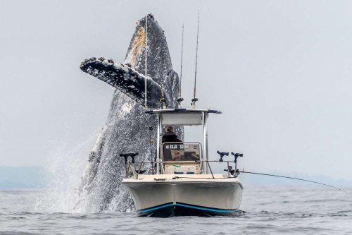 Humpback Whale Dramatically Dwarfs Fishing Boat During Huge Leap From the Sea