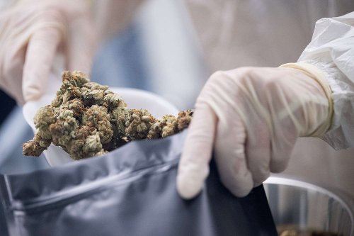 Kentucky Legalizes Medical Marijuana in Bipartisan Vote After Decade of Failed Attempts