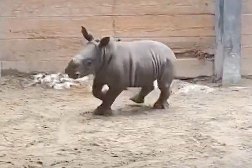 Rambunctious Baby Rhino Gets a Case of the Zoomies at the Toronto Zoo: He's a 'Tank Puppy'