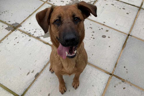Shelter Dog Rescues Elderly Owner Shortly After Getting Adopted: 'She Really Is Our Hero'