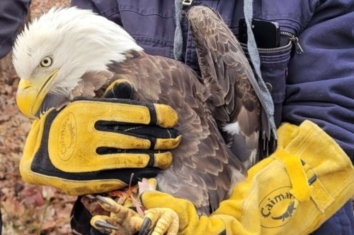 Injured Bald Eagle Rescued by U.S. Park Police Officer Along Baltimore-Washington Parkway