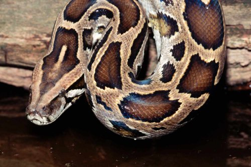 500-Lb., 7-Foot-Wide Pile of Pythons Found Mating in Florida: 'Most People's Worst Nightmare'