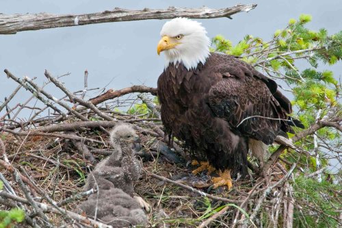 Viral Eaglets Growing Up on Live Cam Die From 90-Foot Fall After Storm Blows Nest Off Tree