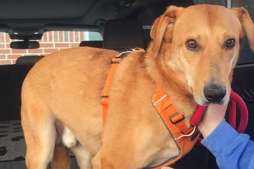 Acorn the Dog Is Adopted After 633 Days in North Carolina Animal Shelter