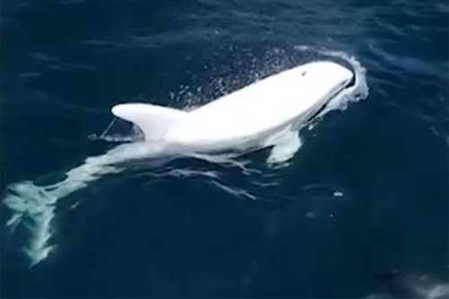 Casper the Rare White Dolphin — One of Only Three in the World— Appears in California