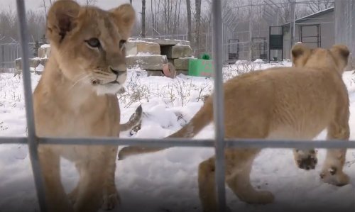 4 Orphaned Lion Cubs Rescued from Ukraine Experience First Snow at Their New Minnesota Home