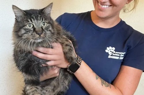 Animal Control Officer Finds Cat Missing for 12 Years in His Backyard: 'Just Unbelievable'