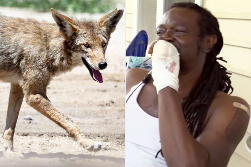 Man Fights Off Coyote with Bare Hands After Brutal Attack: 'I Felt Something Watching Me'