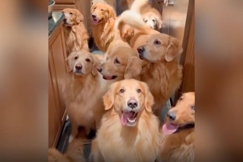 Texas Man Living with 13 Golden Retrievers Gives Peek at Life: 'Happiness Is an Understatement'