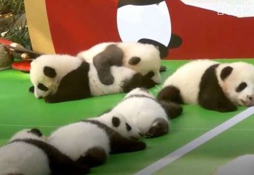 WATCH: 13 Precious Panda Cubs Make Their Public Debut at China's Chengdu Research Base