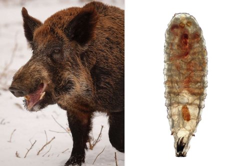 Feral Hogs Could Spread New World Screwworm If Invasive Insect Reaches Oklahoma, Officials Warn