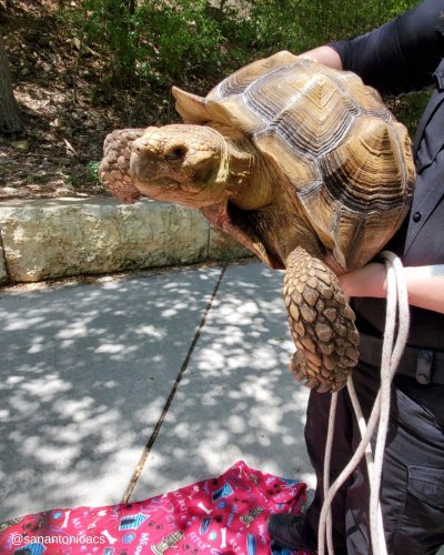 50-Lb. Tortoise Found Wandering in San Antonio Park After Digging Out of Owners' Backyard