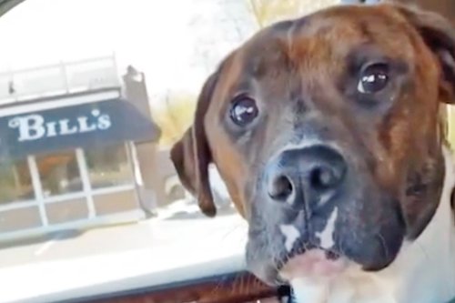 Newly Adopted Dog Holds Owner's Hand 'the Whole Way Home' from the Shelter — Watch!
