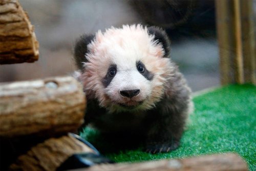 France's Outrageously Cute Panda Cub Now Has a Name