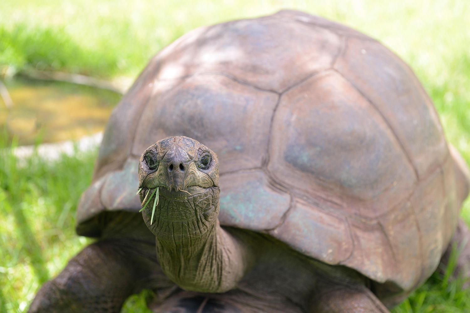 Jonathan, World’s Oldest Tortoise, Is 'Very Much Alive’ Aged 193 Despite Crypto Death Hoax