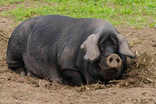 Wisconsin Family Finds Lost 450-Lb. Pig Named Kevin Bacon, Lures Him Back Home with Oreos