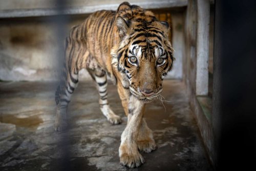 Emaciated Tigers Rescued from Farm and Moved to Sanctuary: 'The Second Chance that They Deserve'