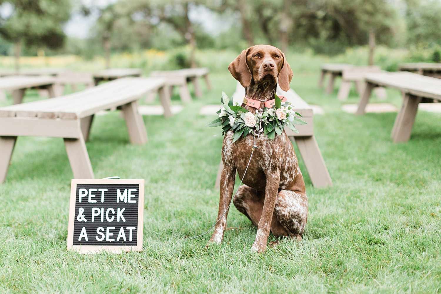 One-Third of Pet Owners Include Their Furry Friend in Their Wedding or Engagement, Survey Finds