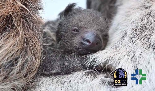 Baby Sloth Born at Denver Zoo — Watch the Adorable Newborn Animal Snuggle up to Mom!