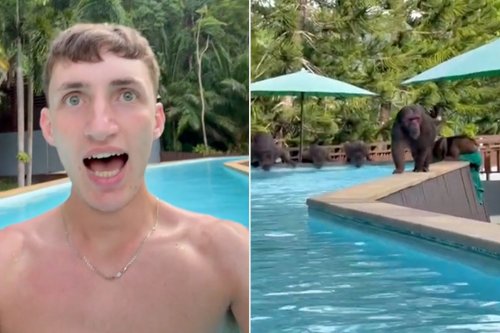 Tense Footage Shows Monkeys Chasing a British Tourist Out of Hotel Pool in Thailand: 'Scariest Moment of My Life'