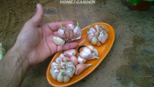 Growing Garlic (gardening for beginners forum at permies)