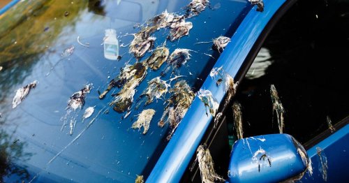 Voici l’astuce pour enlever facilement les fientes d’oiseau sur votre voiture (et pourquoi il faut le faire)