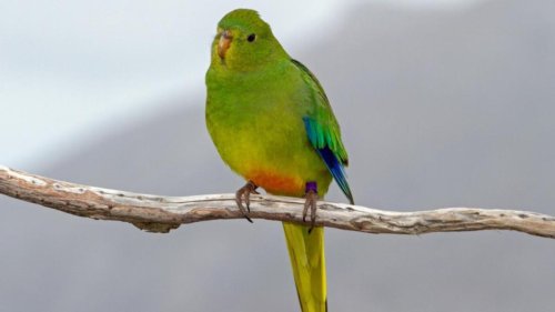 Tiny radio transmitters help experts track parrots