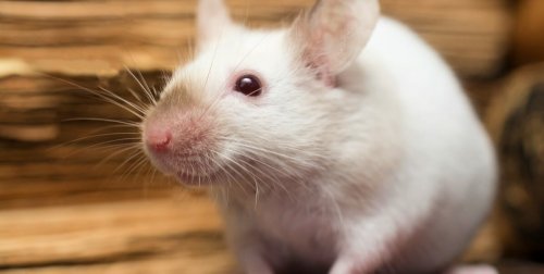 Gross Negligence Causes Agonizing Animal Deaths in NIH Laboratories