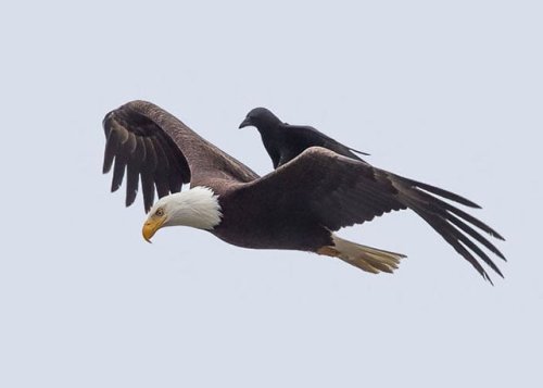 Photographer Captures a Crow Riding on the Back of a Bald Eagle