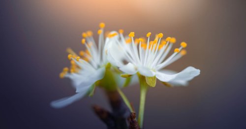10 Tips on How To Photograph Spring Flowers