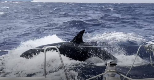 Photographer Captures Killer Whales Attacking His Boat | Flipboard