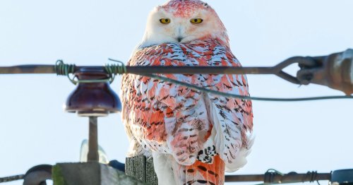 Photographer Captures Snowy Owl with Orange Plumage That Has Confused Scientists