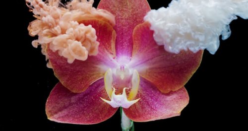 Gorgeous Timelapse of Flowers and Insects Took Six Months to Create