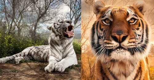 Photographing Tigers: Portraits of Big Cats Unlike Any Before | Flipboard