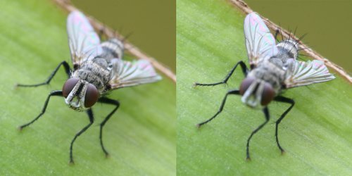 These Focus Stacking Walkthroughs Will Help You Take Your Macro Photography to the Next Level