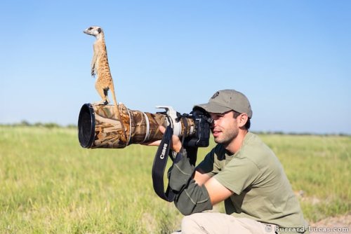 Photos and Video of Meerkats Climbing All Over a Photographer and His Gear