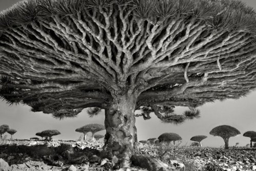 Photographer Beth Moon Spent 14 Years Hunting for the World's Most Ancient Trees